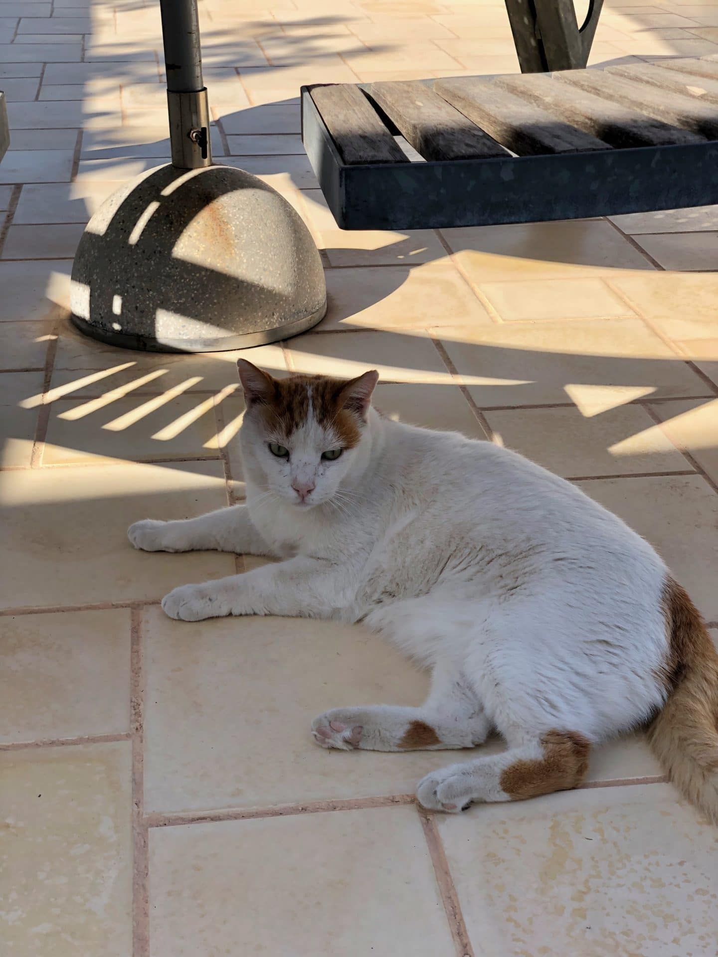 Katter på djerba