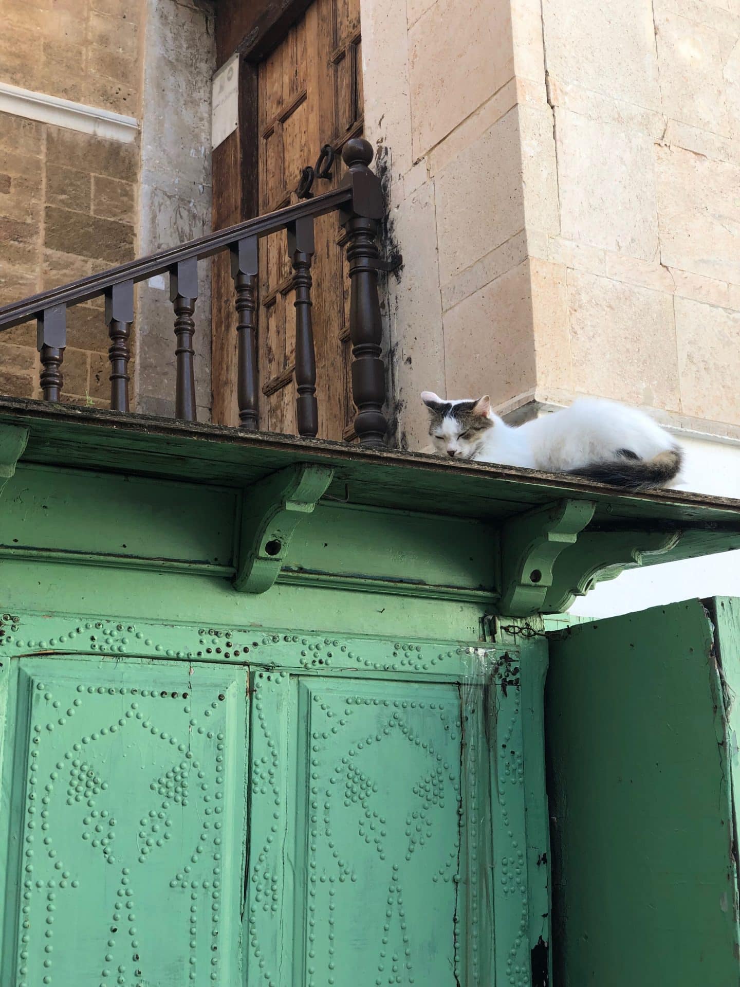 Katter i medinaen, Tunis