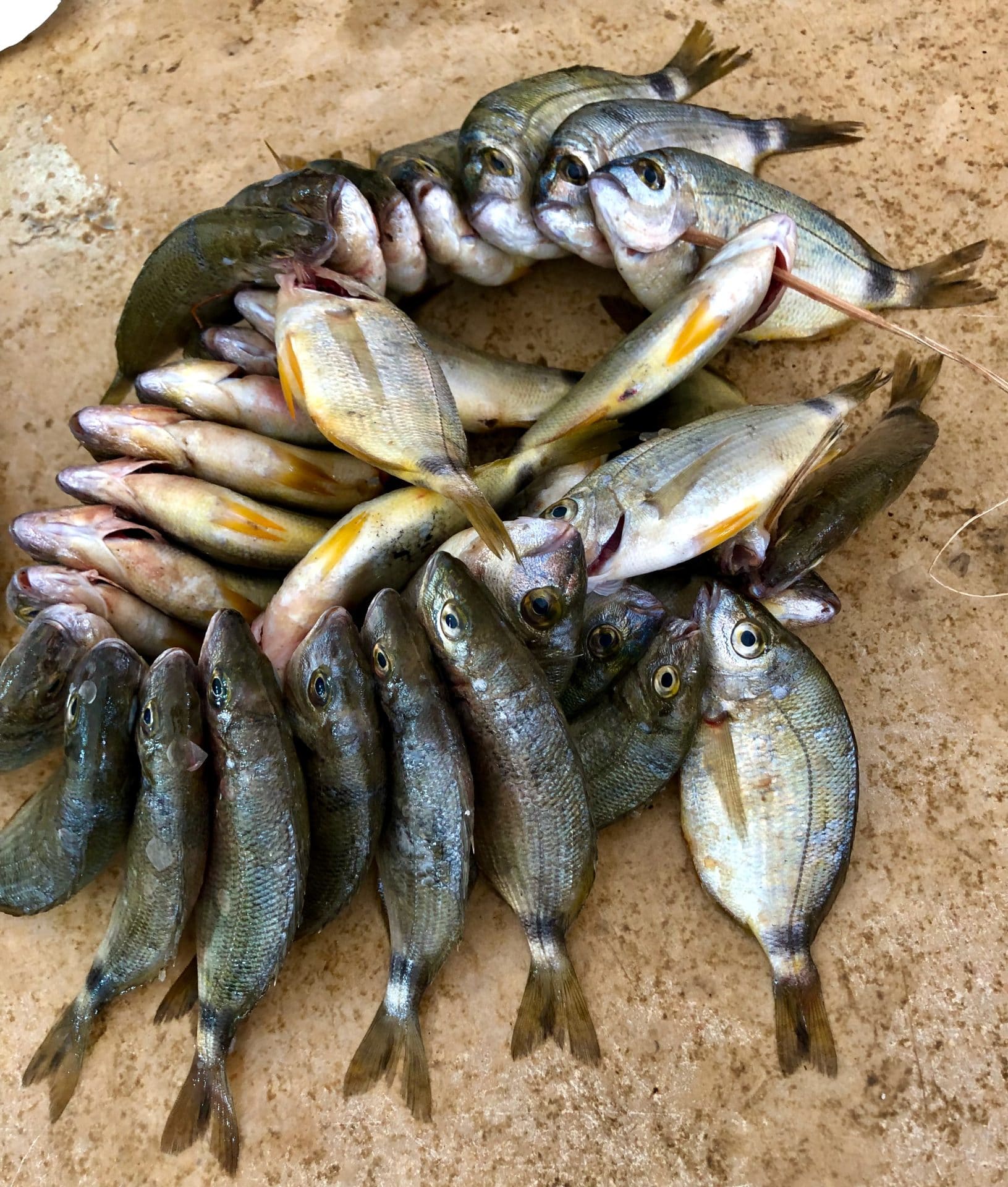 Fiskemarkedet Djerba