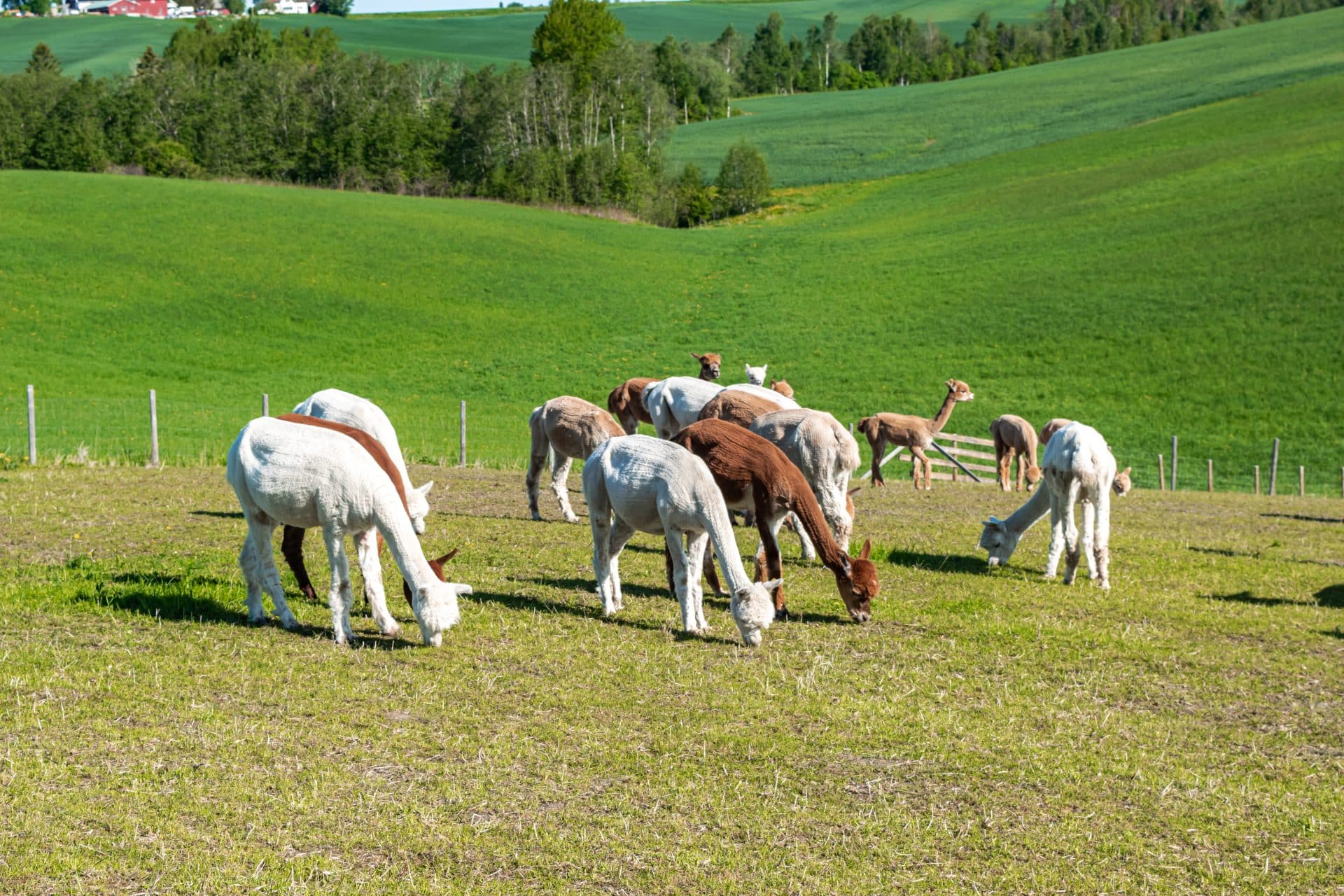 alpakkavandring