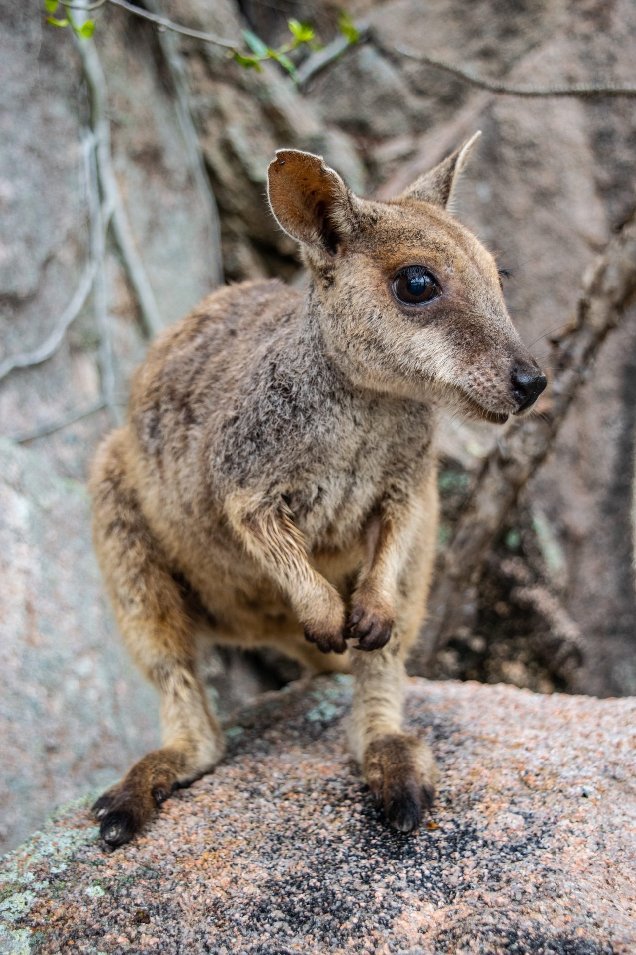 Magnetic Island