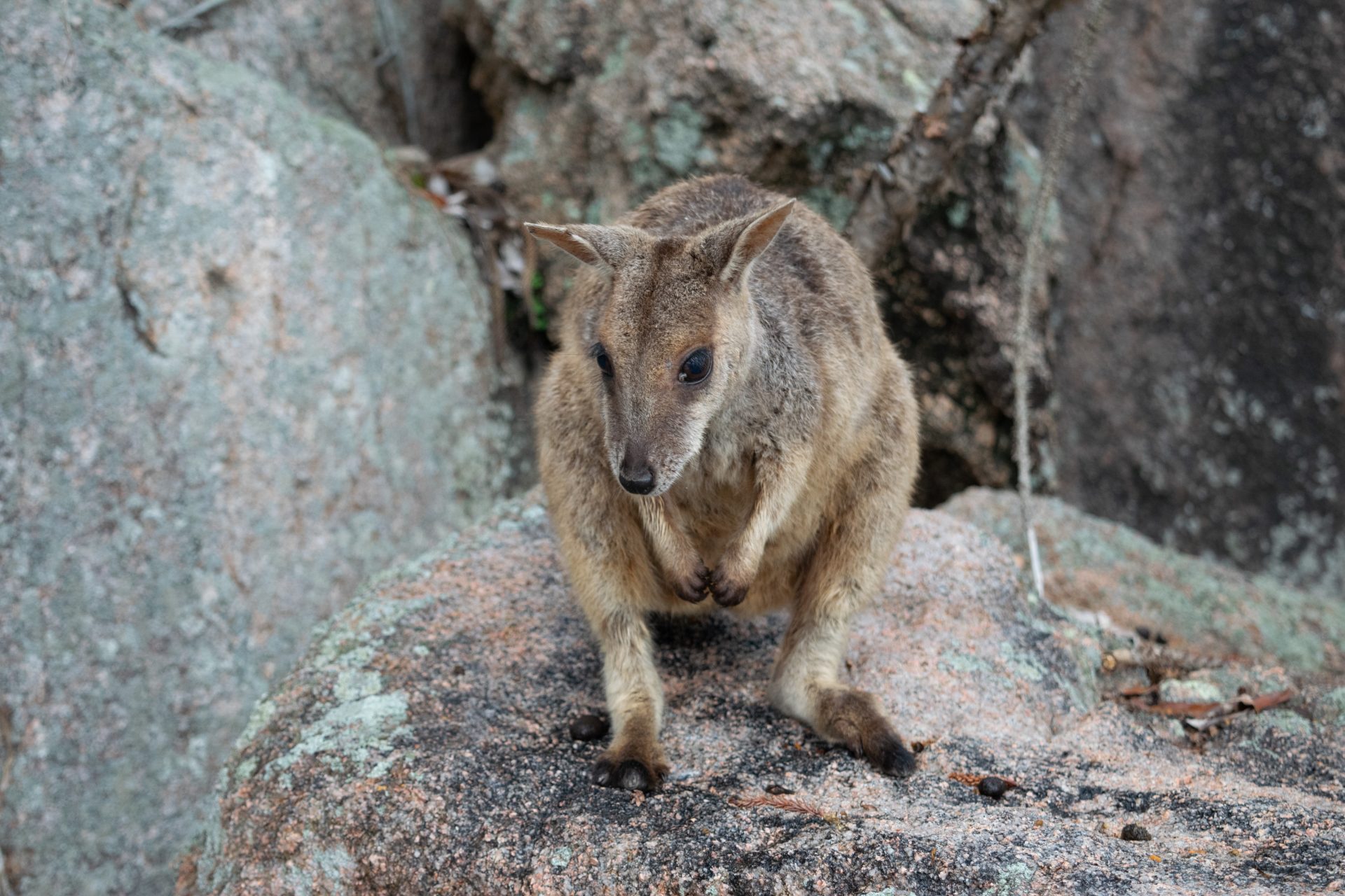 Dyreliv Magnetic Island