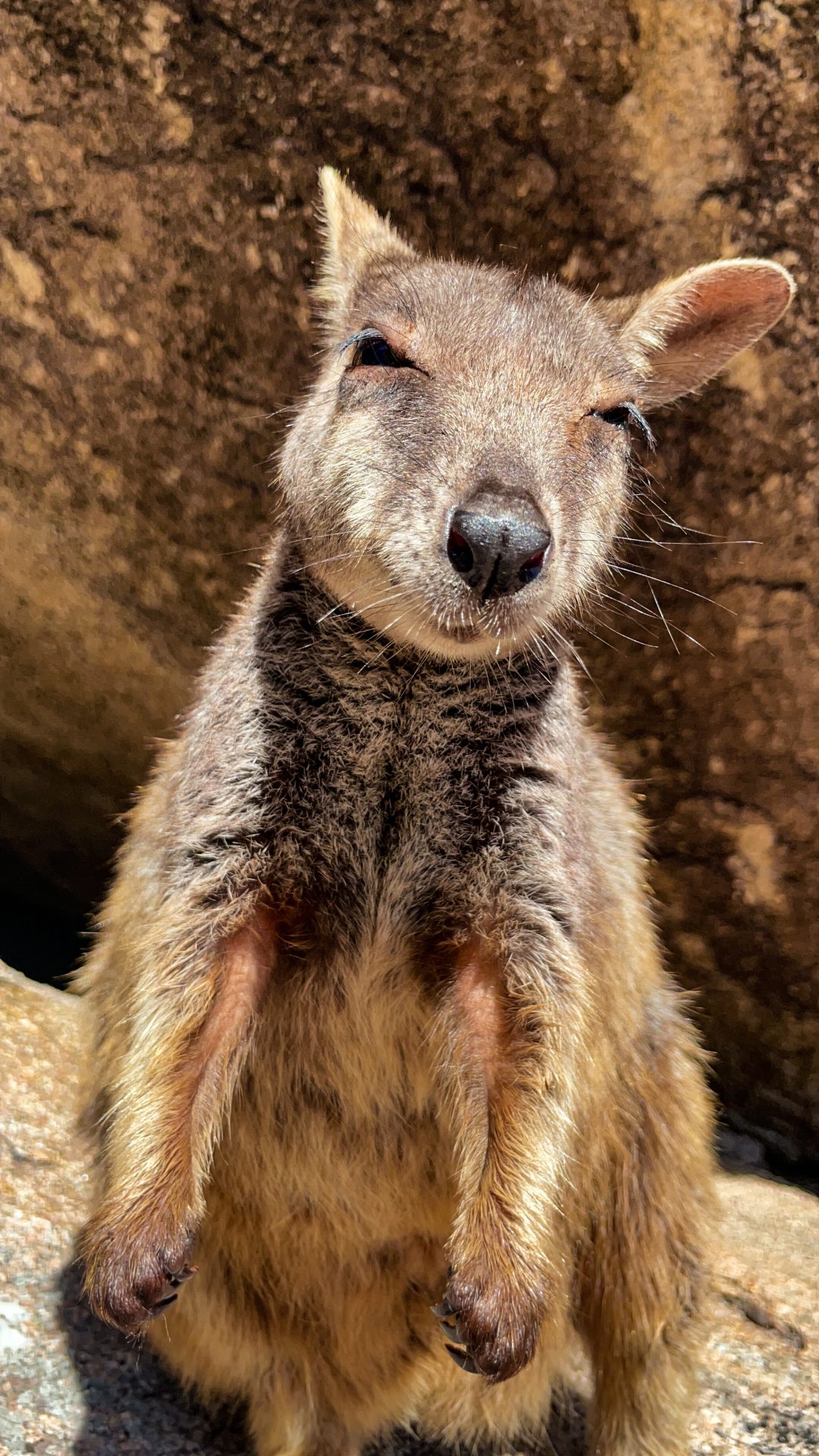 wallabies, Magnetic Island