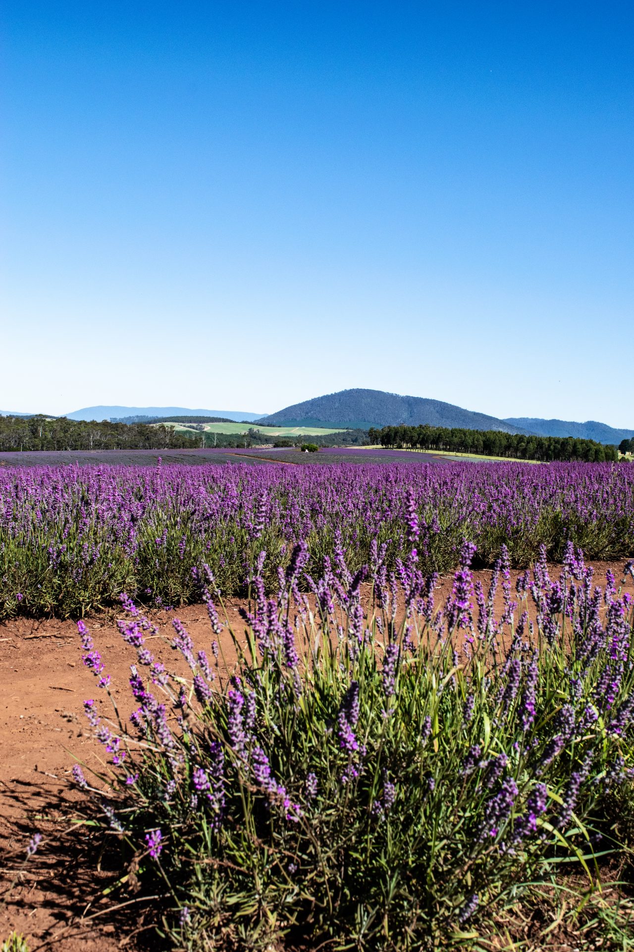 Tasmania, Lavender estate