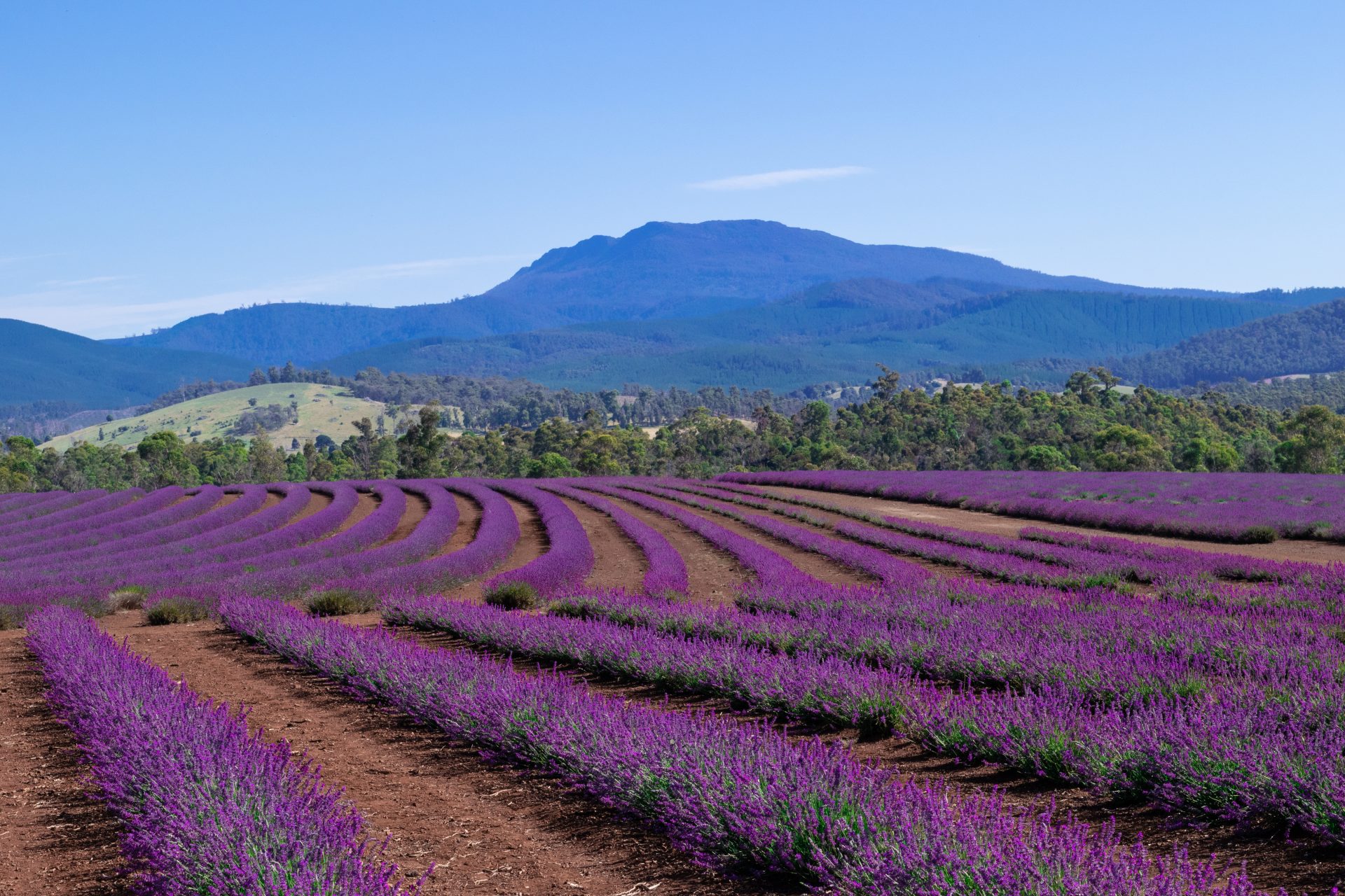 Tasmania, Lavender estate