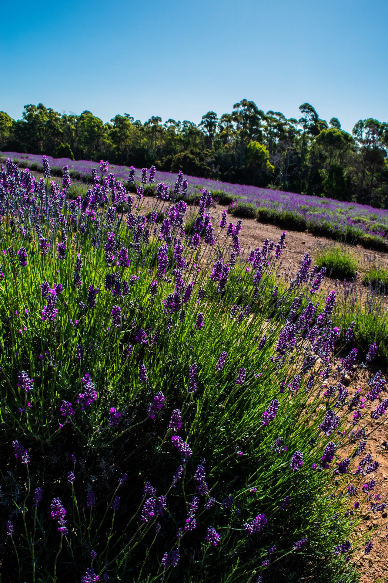 Tasmania, Lavender estate