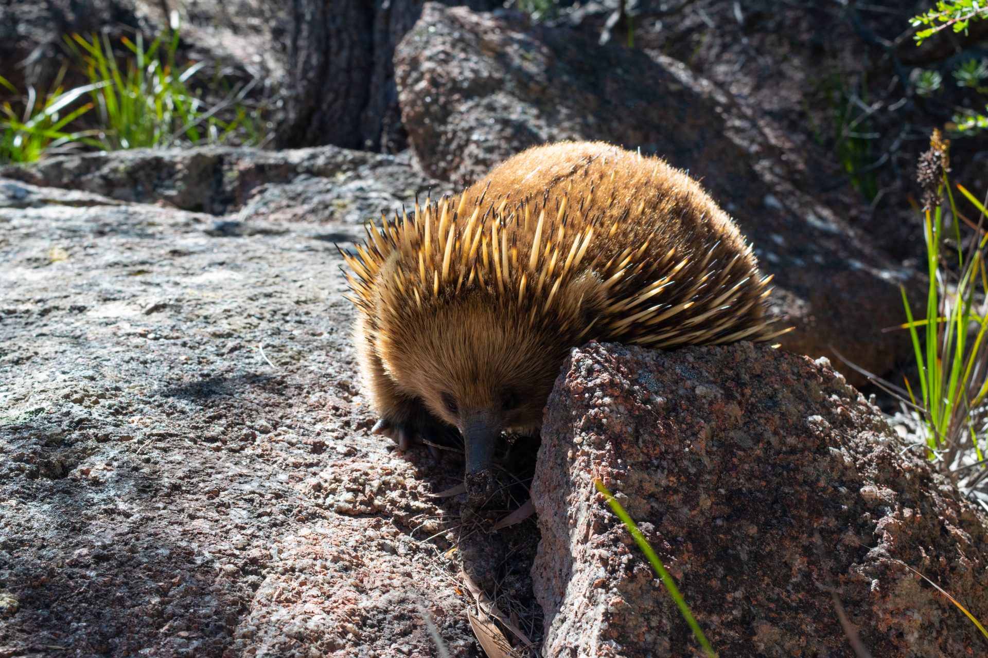 Tasmania