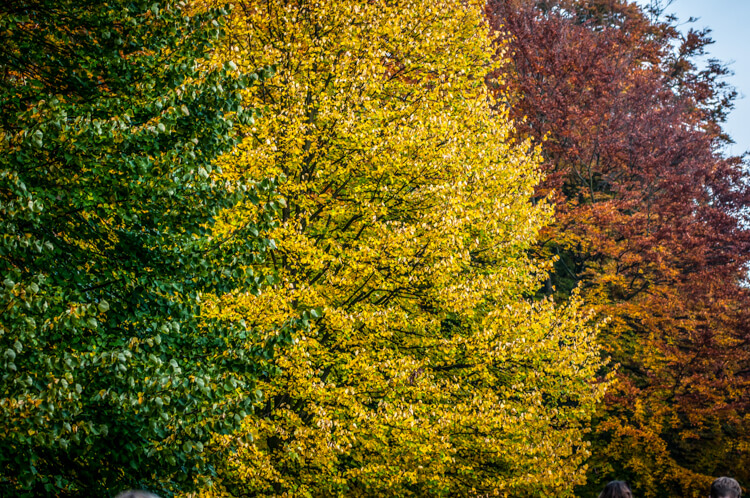 dyrehaven-traeer