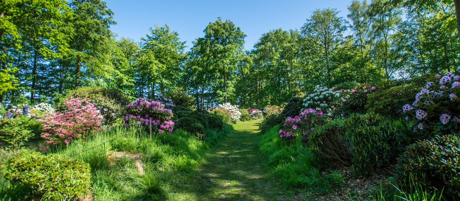 rododendron-nivaagaard-haven