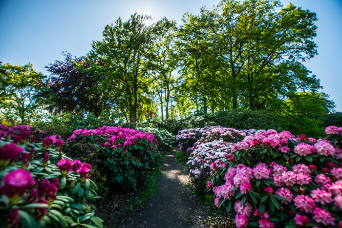 romantisk-have-nivaagaard-rododendron