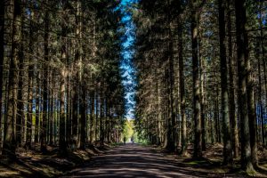 Almindingen – Bornholms største skov