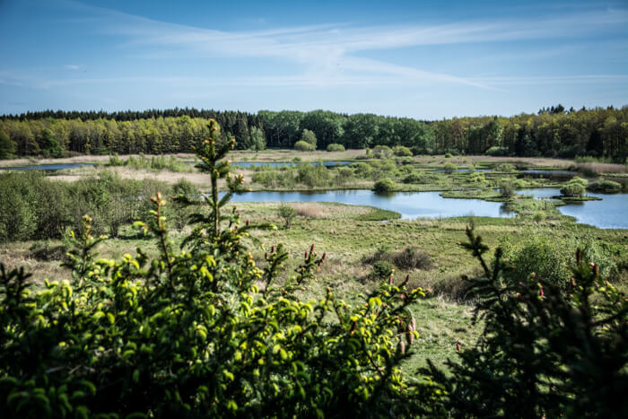 Almindingen Bornholms største skov. Læs på Rundt i Danmark