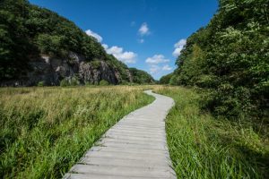 Ekkodalens plankebro – Bornholm