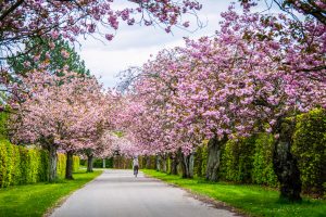 Kirsebærtræer ved Kellerisvej – Espergærde