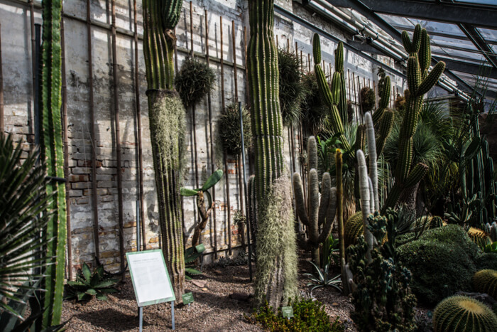 kaktus-botanisk-have-sommerfuglehuset