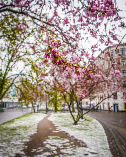 halmtorvet-vesterbro-koebenhavn