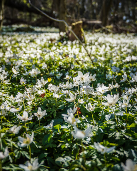 anemoner-bornholm