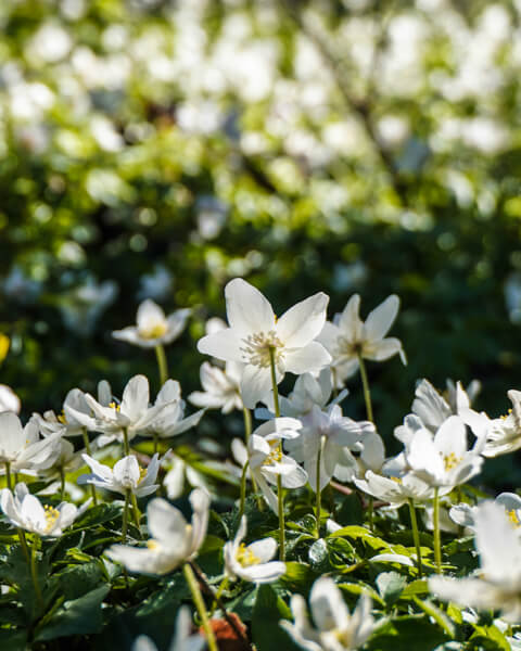 anemoner-danmark-bornholm