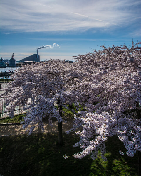 langelinieparken-koebenhavn-kirsebaertraeer