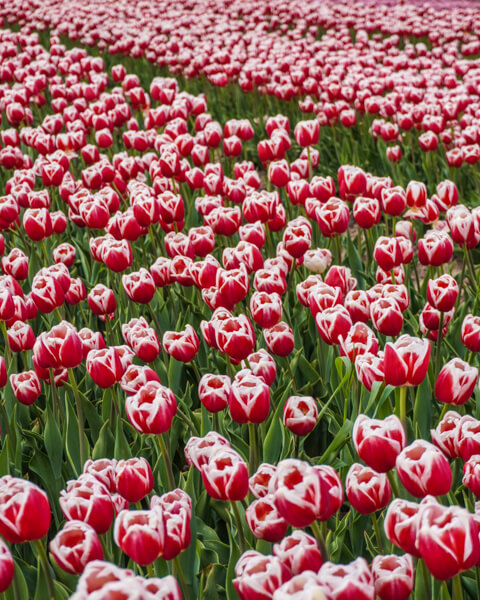 tulipanmark-kraghave-falster