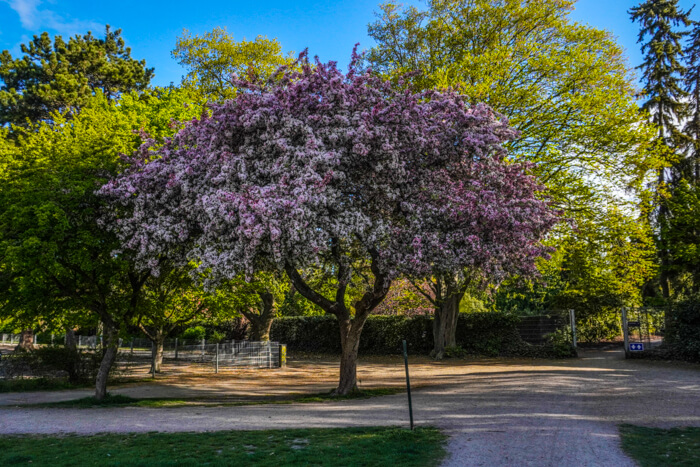 hans-tavsens-park-noerrebro