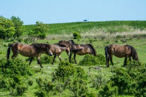 Vilde heste ved naturreservatet Saksfjed-Hyllekrog
