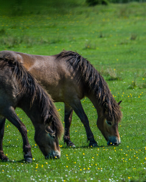 Vilde-heste-naturreservatet-Saksfjed-Hyllekrog-sydlige-Lolland