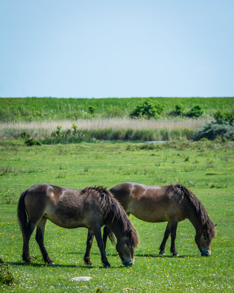 Vilde-heste-naturreservatet-Saksfjed-Hyllekrog-sydlige-Lolland