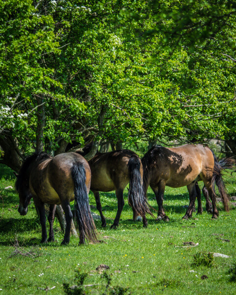 Vilde-heste-naturreservatet-Saksfjed-Hyllekrog-sydlige-Lolland