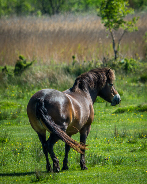 vilde-heste-lolland