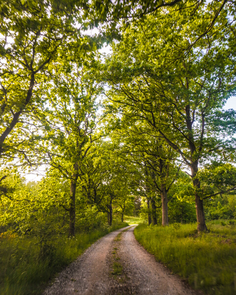 Naturomraadet-ved-oernbjerg-Moelle