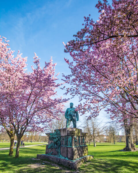 Kongens-have-kirsebaertraeer