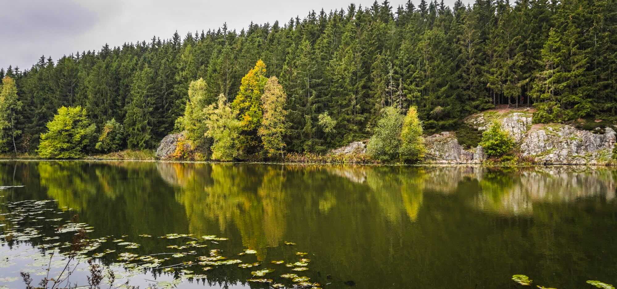 roe-plantage-borgerdalssoeen-gudhjem-bornholm1