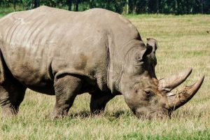 Knuthenborg Safaripark
