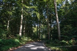 Marselisborg Dyrehave