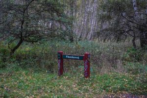 Pinseskovvej på Kalvebod Fælled