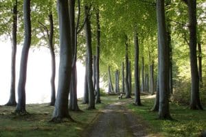 Fanefjord Skov på Møn