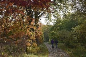Arboretet i Hørsholm