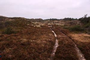 Vandrestier ved Bøgsted Rende i Nationalpark Thy