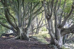 Gravlevbanen, Jernhatten og Hyllested