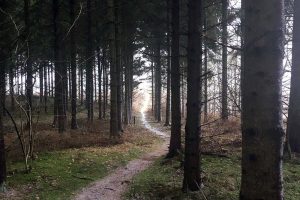 Myrhøj Plantage og Uhrehøj Plantage