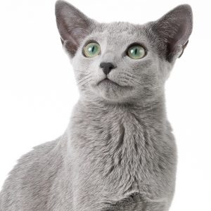Portrett av russisk blå katt. Hvir bakgrunn