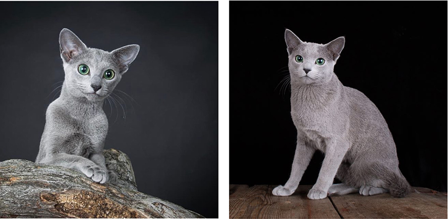 To Russian blue katter som sitter med blikket vendt mot kamera. Øyenfargen er grønn. Bildene illustrerer godt fakta i informasjonen om rasens utseende. Foto