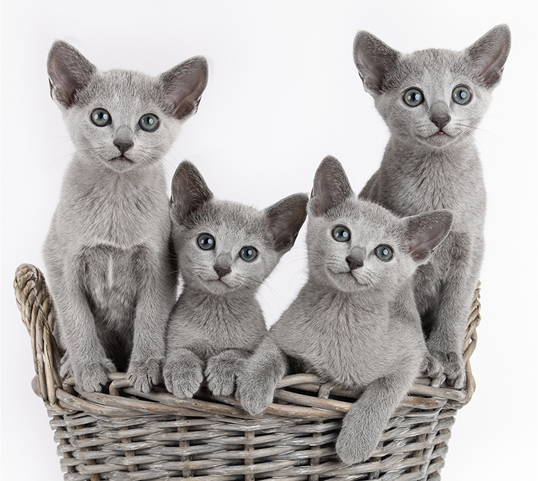 4 Russisk blå/Russian blue kattunger til salg. Kattungene sitter i en kurv. Foto