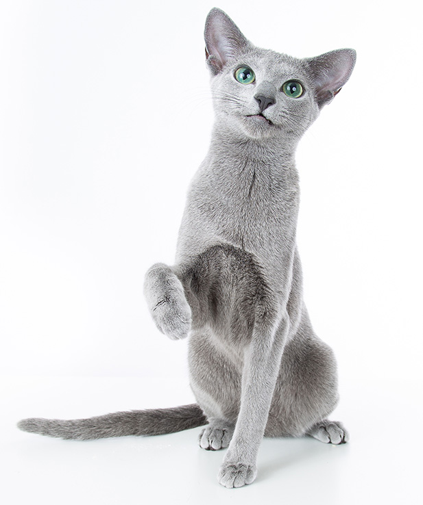 Russian Blue Rasekattklubb