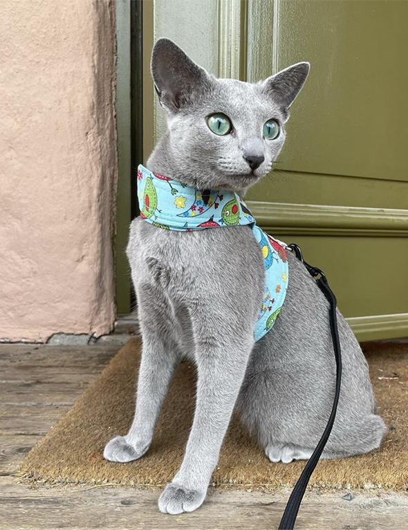 Bilde av russisk blå/russian blue med kattesele.