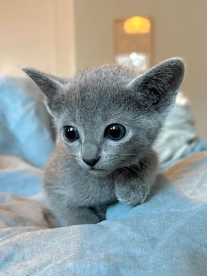 Russian blue/Russisk blå til