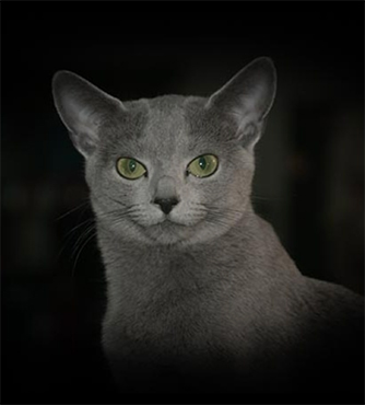 Russian blue avbildet. sort bakgrunn