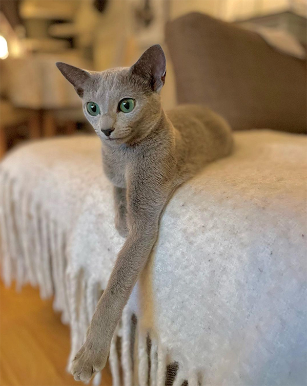 Bilde av Russian blue/russisk blå katt som ligger på et pledd med frynser.