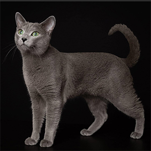 Russian blue